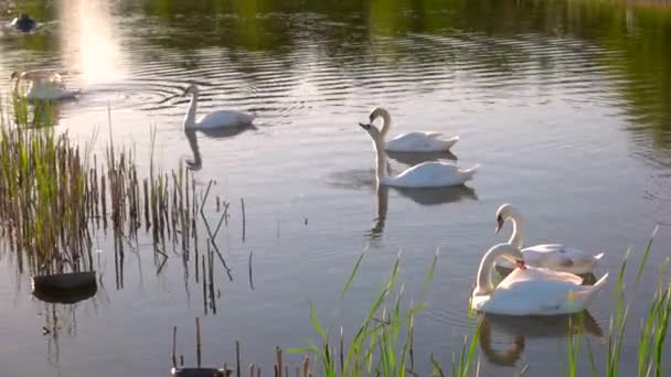 Gruppe weißer Schwäne schwimmt im Teich. - Filmmaterial, Video