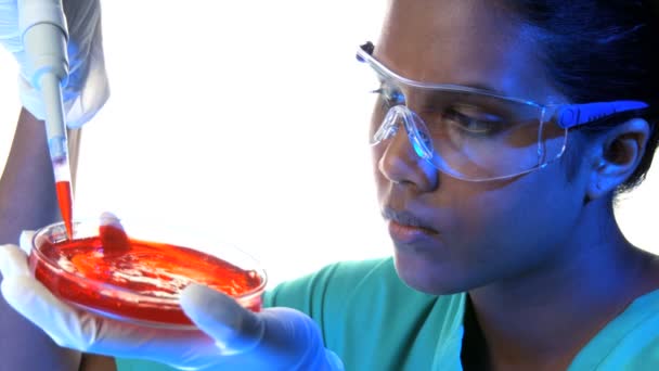 Női tudós petri-csészébe, és a pipettával - Felvétel, videó