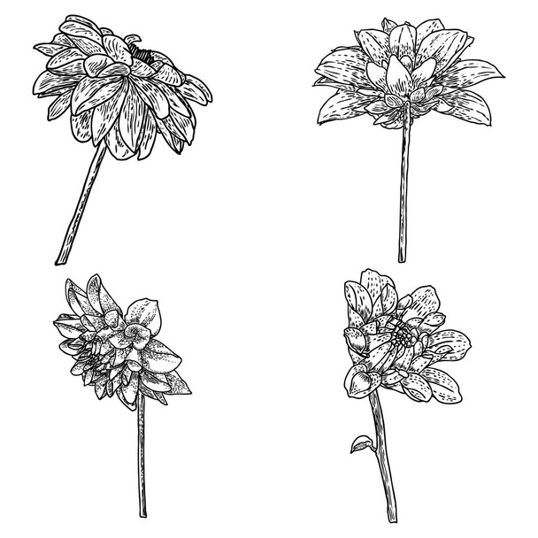 Dahlias set. Botanical vintage ink illustration. Collection of hand drawn flowers and herbs isolate on white background. Black and white florist elements. Vector. - Vetor, Imagem
