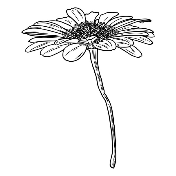 Drawing daisy flower. Floral hand drawn botanical element illustration. Vector. - Vector, Image