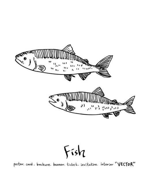 sea food illustrations / Hand drawn food ingredients - vector - Vettoriali, immagini