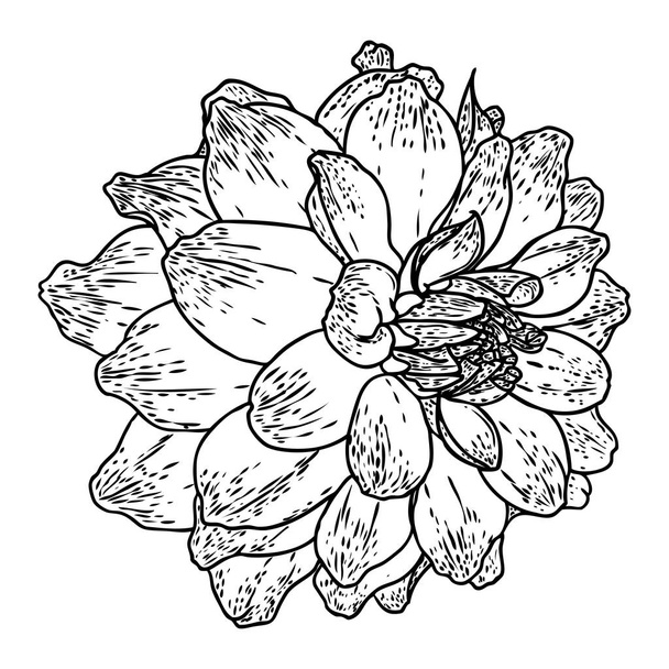 Dahlia. Botanical illustration. Design elements in black and white. Floral head for wedding decoration, Valentine's Day, Mother's Day, sales and other events. Vector. - Vector, afbeelding