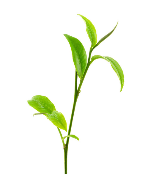 Green tea leaf isolated on white background - Valokuva, kuva