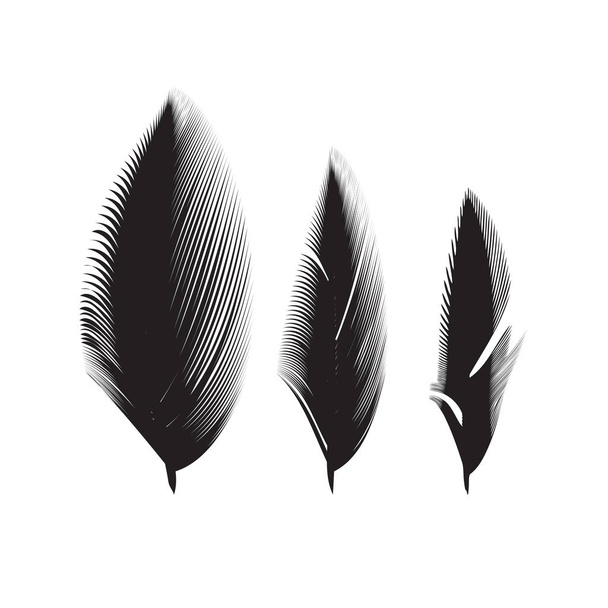 Birds feathers vector icon collection. Simple plume illustration or logo isolated on white background - Vector, Image