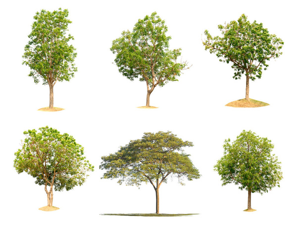Sbírka izolovaných stromů na bílém pozadí - Fotografie, Obrázek