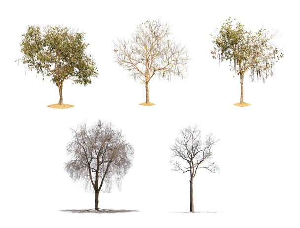 Συλλογή των μεμονωμένων δένδρων σε λευκό φόντο - Φωτογραφία, εικόνα