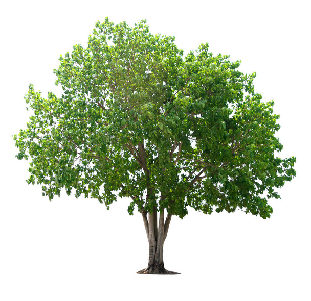 boom van geïsoleerd op witte achtergrond - Foto, afbeelding
