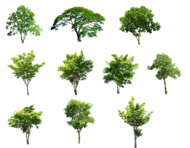 Verzameling van geïsoleerde bomen op witte achtergrond - Foto, afbeelding