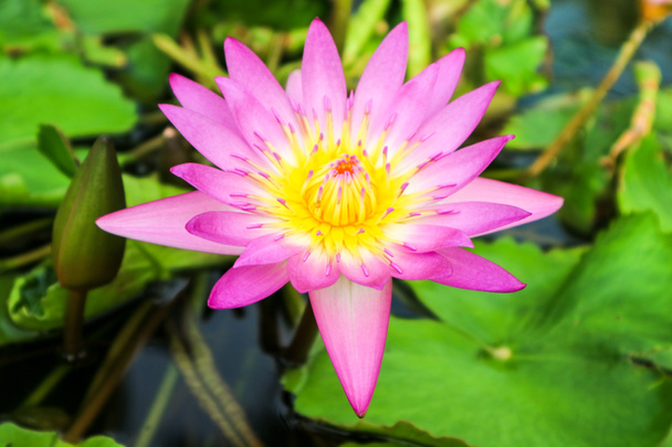 su yüzey bataklık arka plan üzerinde çiçek pembe beyaz lotus çiçeği - Fotoğraf, Görsel