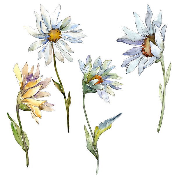 White daisy flower. Floral botanical flower. Isolated illustration element. Aquarelle wildflower for background, texture, wrapper pattern, frame or border. - Foto, Imagen