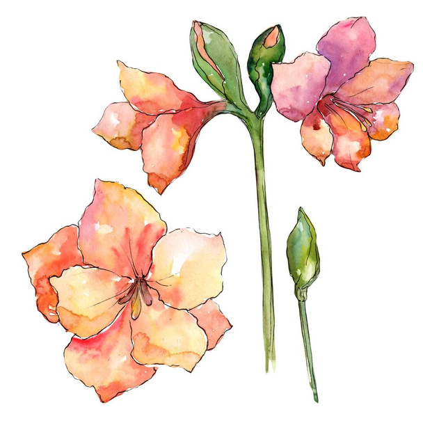 Orange amaryllis. Floral botanical flower. Isolated illustration element. Aquarelle wildflower for background, texture, wrapper pattern, frame or border. - Photo, Image