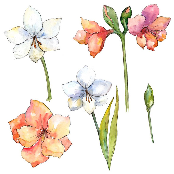 Orange and white amaryllis. Floral botanical flower. Isolated illustration element. Aquarelle wildflower for background, texture, wrapper pattern, frame or border. - Foto, Bild