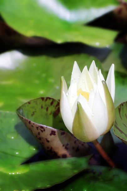 white lotus - Photo, Image