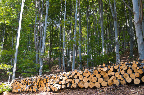Dřevěné hranoly řezané a skládaný v popředí, zeleného lesa v pozadí. - Fotografie, Obrázek