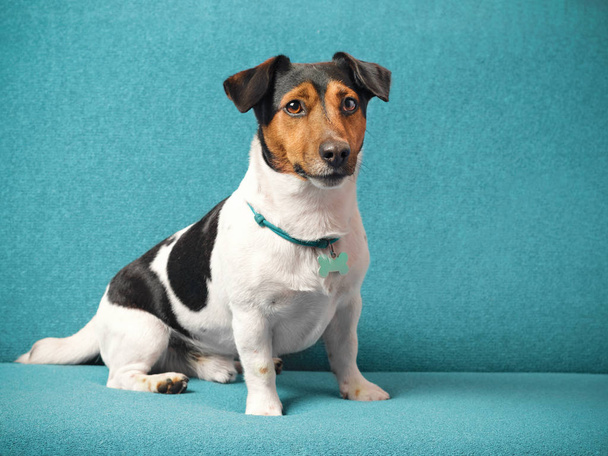 Pies rasy Jack Russell Terrier siedzi na kanapie niebieski. - Zdjęcie, obraz