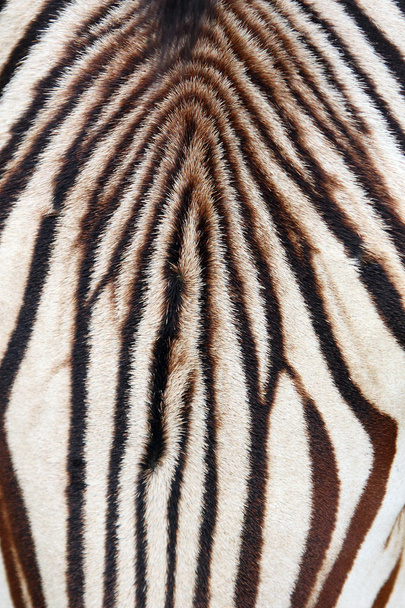 Zebra achtergrond - Foto, afbeelding