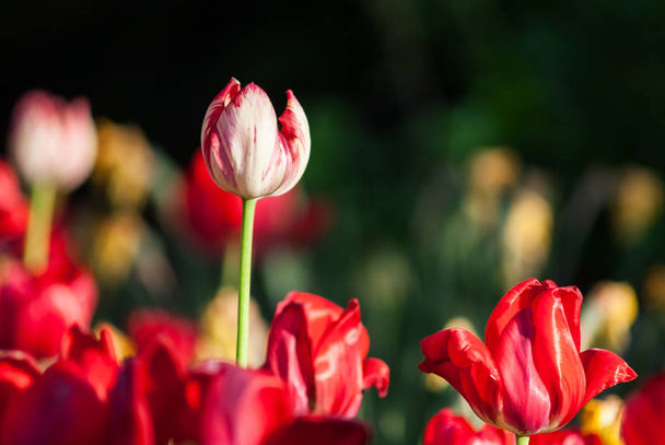 Tulip flower with green leaf background in tulip field at winter or spring day for postcard beauty decoration - Fotó, kép
