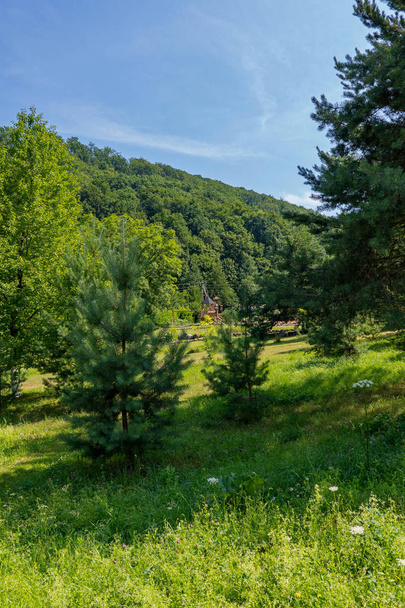 A green glade with grass in the shade of a big fir tree with a beautiful view of the green slopes overgrown with thick trees in the distance. - 写真・画像