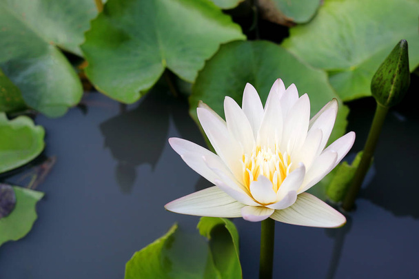 квітка білого лотоса, що цвіте в ставку. Лотос або водяна лілія це водна дворічна рослина
. - Фото, зображення