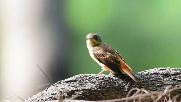 Bird (Ferruginous Flycatcher, Muscicapa ferruginea) açúcar mascavo, laranja e vermelho cor empoleirada em uma árvore em uma natureza selvagem, Distribuição Pouco frequentes
 - Filmagem, Vídeo
