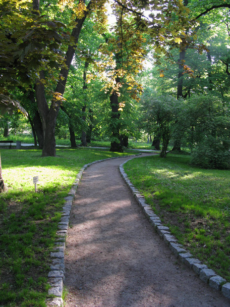 A walking path in the park zone against the background of tall trees and green bushes - Foto, afbeelding