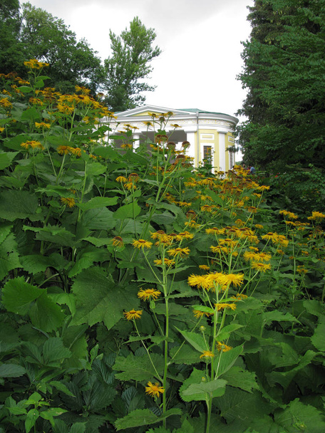 flores amarillas altas de la heliopsis en el pico de floración en el parque cerca de la casa
 - Foto, imagen