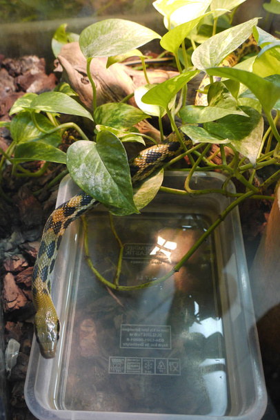 Malý had s nazelenalý, kterou barvu pleti žluté s černými skvrnami pomalu plíží ven ze zelené listy z rostliny. - Fotografie, Obrázek