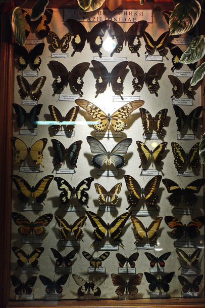 collection of butterflies under glass in a wooden frame - Photo, Image
