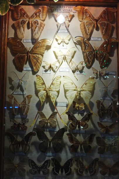 exposition photo de papillons herbiers secs de divers types
 - Photo, image