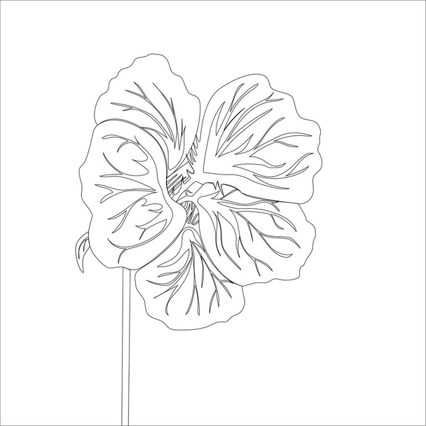 Nasturtium wild flower. Black Line drawing isolated on white background. Vector floral illustration.  - Вектор, зображення