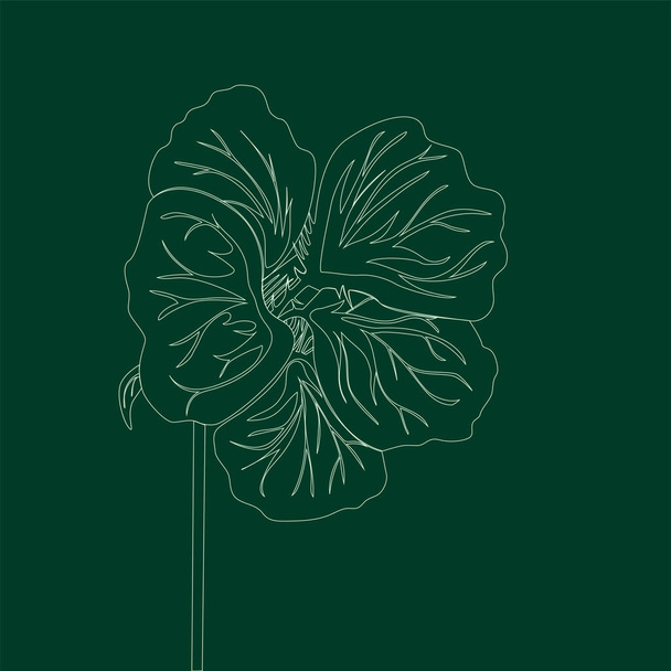 Nasturtium wild flower. Line drawing on dark green background. Vector floral illustration.  - Вектор, зображення