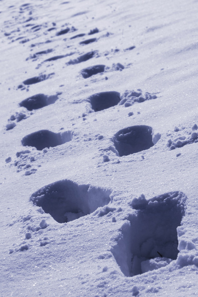 сліди в білому снігу
 - Фото, зображення