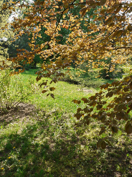 Мальовничий пейзаж з-під тіні дерева з жовтим листям з зеленою травою навколо з вирощуванням диких квітів
. - Фото, зображення