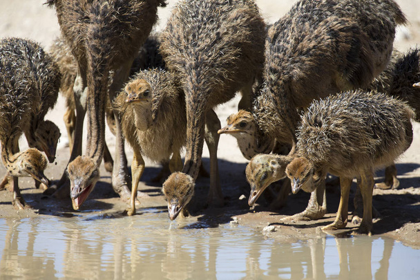 Family of ostriches drinking water from a pool in the hot sun of the Kalahari - Foto, Imagen