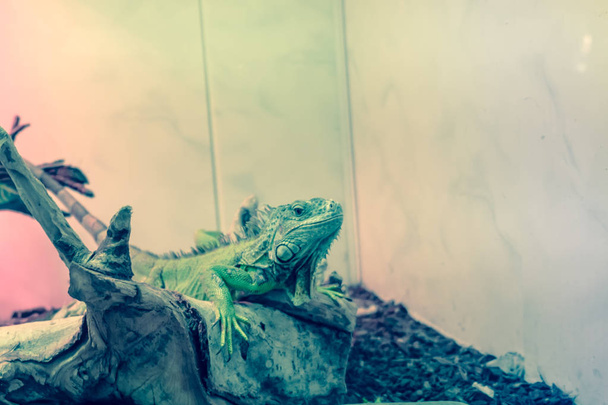 Green Iguana on branch, reptile animal lizard close up - Photo, Image