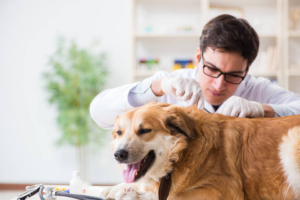 Doctor examining golden retriever dog in vet clinic - Zdjęcie, obraz