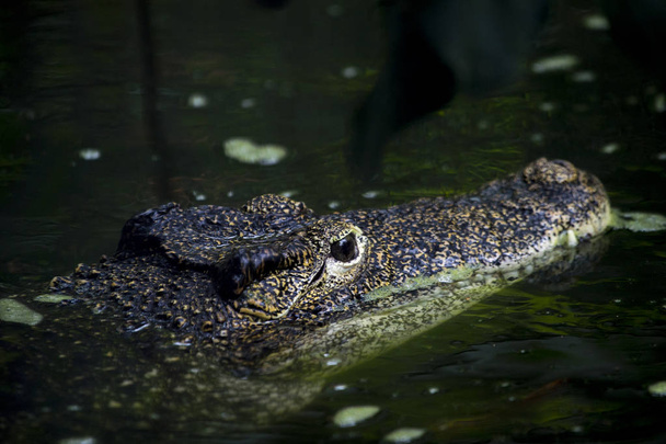 Um crocodilo adulto à espreita logo acima do nível da água com ambos os olhos visíveis
 - Foto, Imagem