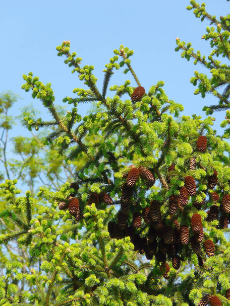 Preciosas ramas de abeto con delicadas agujas de color verde claro y conos marrones que crecen contra un cielo azul claro
. - Foto, imagen