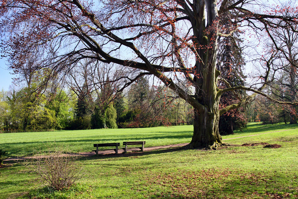 καταπράσινο πάρκο άνοιξη - Φωτογραφία, εικόνα