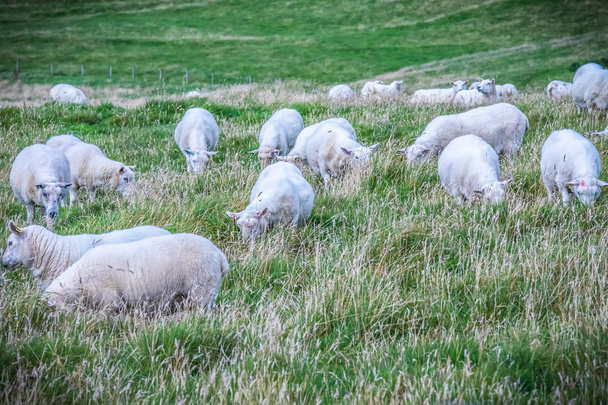 Schotland, Shetlandeilanden, mooi uitzicht op het eiland Shetland sheeps - Foto, afbeelding
