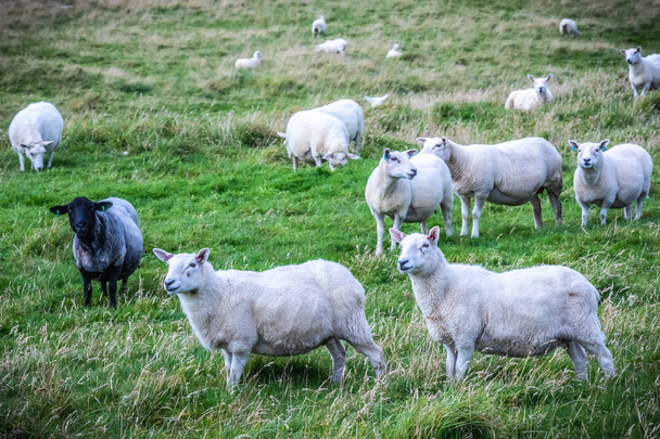 Escocia, Islas Shetland, Hermosa vista de las ovejas de la isla Shetland
 - Foto, imagen