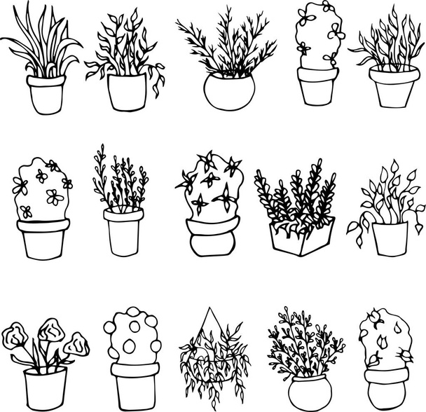 plantas desenhadas à mão crescendo em vasos Home decoration.Vector ilustração
. - Vetor, Imagem