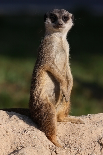 suricate en zoológico
 - Foto, imagen
