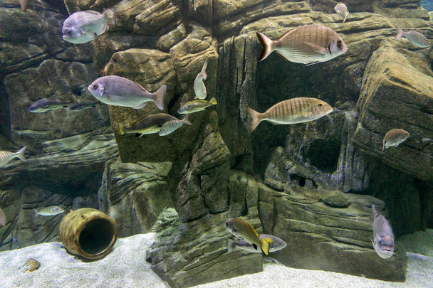 Various fish species at "cretaquarium" in Heraklion, Crete - Photo, Image