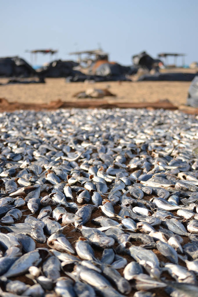 Сухие рыбы, лежащие на пляже Шри-Ланки
. - Фото, изображение