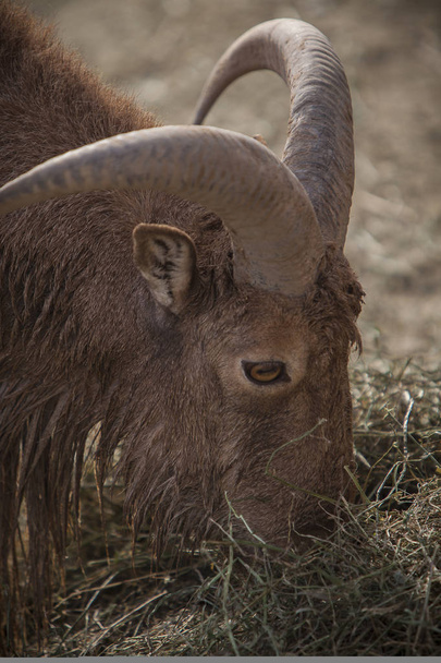 Fotografia di pirenaica capra mangiare
 - Foto, immagini