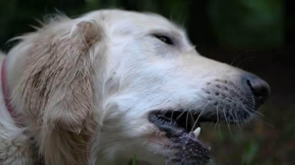 4 k Slow-motion. Golden retriever hond opleiding buiten in het park. - Video