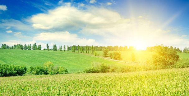 Green corn field and bright sunrise against the blue sky. Wide photo. - Zdjęcie, obraz