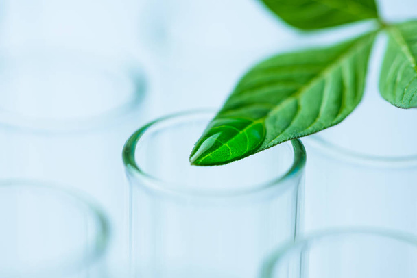 hojas de plantas en tubo de ensayo, concepto de investigación biotecnológica
 - Foto, imagen