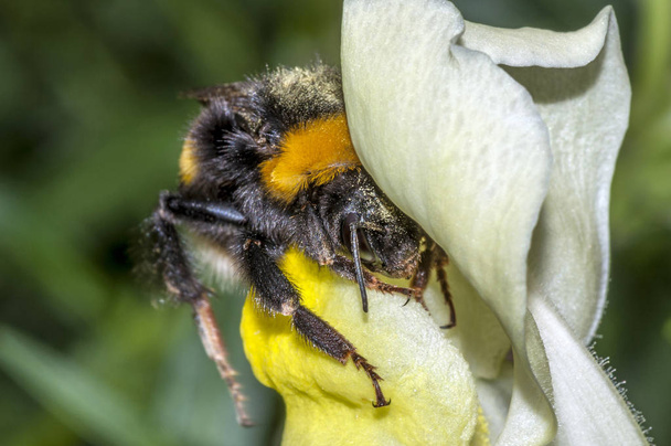 Macro colpo di un Bumblebee (bombus terrestris) coperto di polline, entrando in un fiore giallo (Antirrhinum majus) pronto a bere nettare. Concentrati sulla testa
 - Foto, immagini